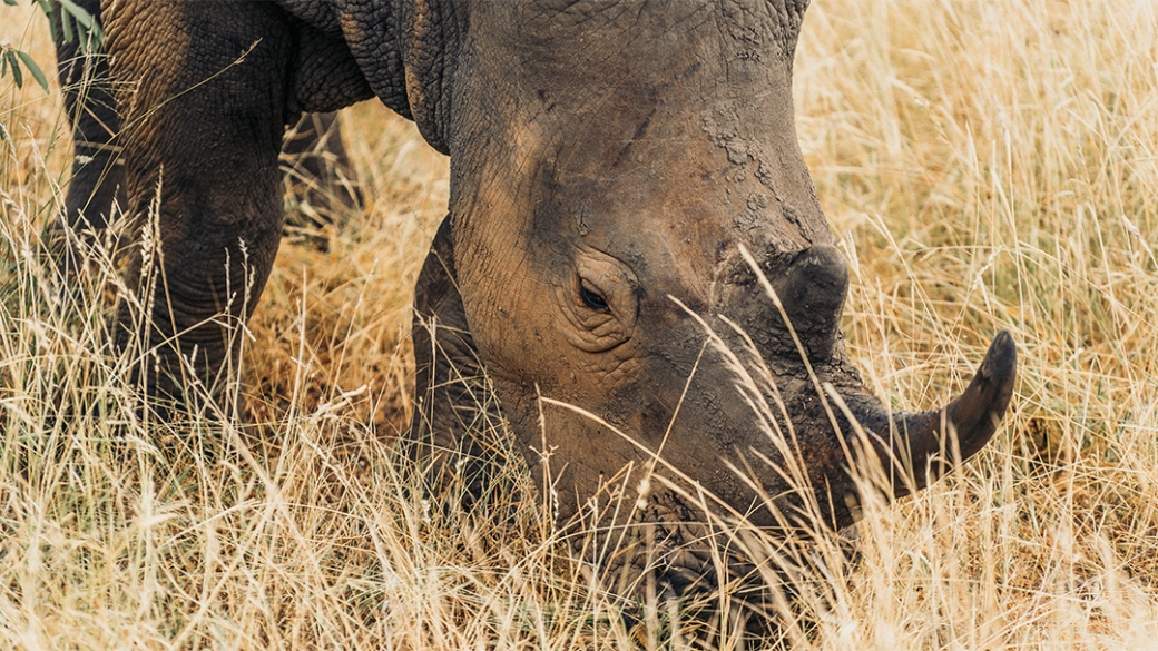 A mud-caked southern white rhinoceros grazes in the bleached grass of the Timbavati