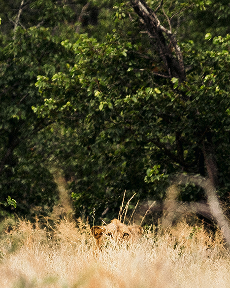 Hidden in golden grass, a young male lion is revealed in Timbavati Game Reserve.